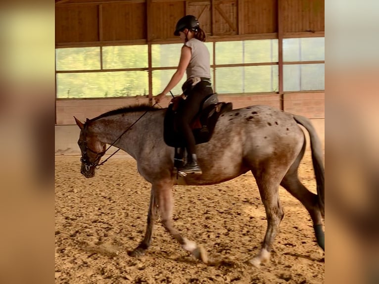 Knabstrup Mare 5 years 16,1 hh Leopard-Piebald in Marienmünster