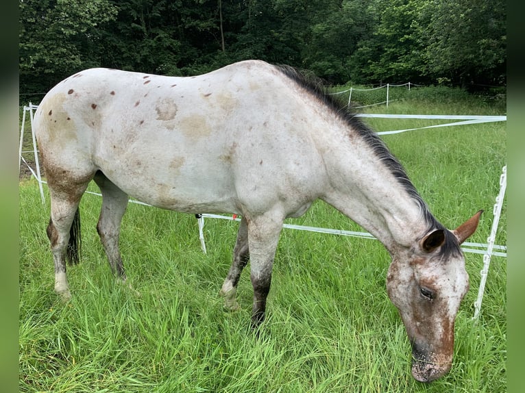 Knabstrup Mare 5 years 16,1 hh Leopard-Piebald in Marienmünster