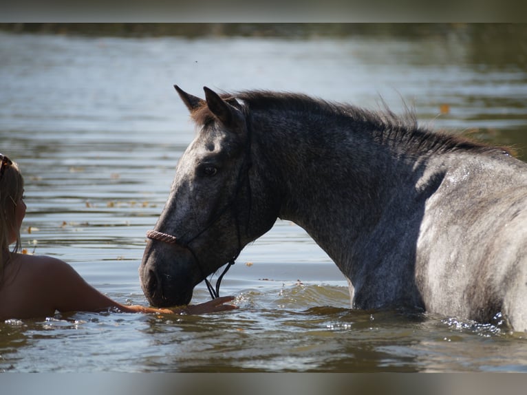 Knabstrup Mix Mare 6 years 14,3 hh in Leverkusen