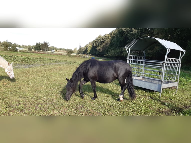 Knabstrup Mare 6 years 15,2 hh Black in Hollenstedt