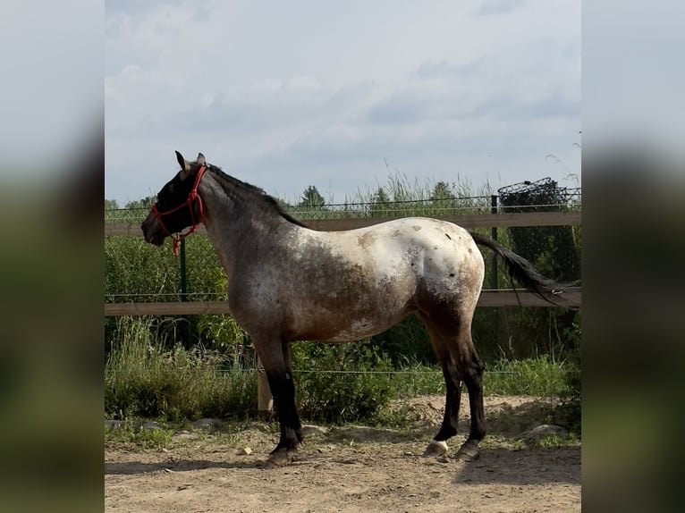 Knabstrup Mare 6 years 15,2 hh Leopard-Piebald in Stahnsdorf