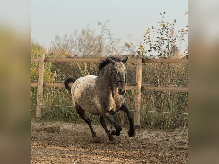 Knabstrup Mare 6 years 15,2 hh Leopard-Piebald in Stahnsdorf