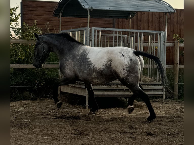 Knabstrup Mare 6 years 15,2 hh Leopard-Piebald in Stahnsdorf