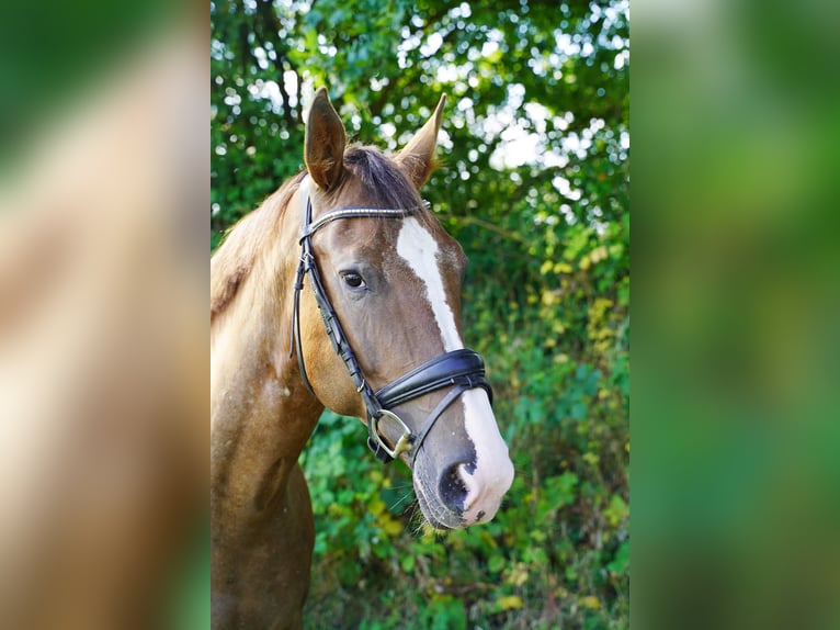 Knabstrup Mare 6 years 15.2 hh Leopard-Piebald in Buchholz in der Nordheide