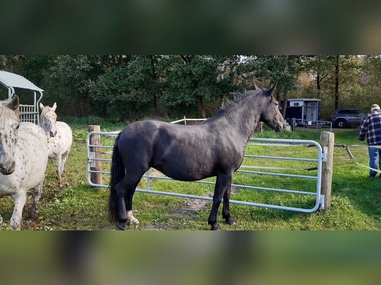 Knabstrup Mare 7 years 15,2 hh Black in Hollenstedt