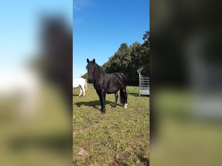 Knabstrup Mare 7 years 15,2 hh Black in Hollenstedt