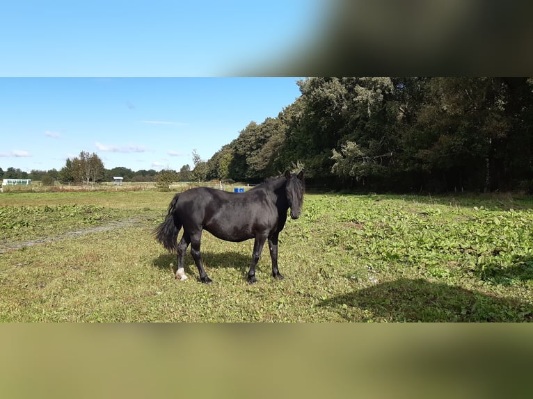 Knabstrup Mare 7 years 15,2 hh Black in Hollenstedt