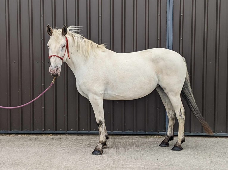 Knabstrup Mare 7 years 15,2 hh Leopard-Piebald in Longhorsley