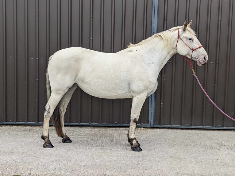 Knabstrup Mare 7 years 15,2 hh Leopard-Piebald in Longhorsley