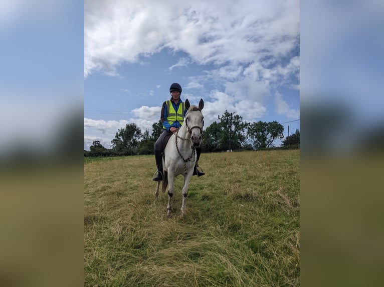 Knabstrup Mare 7 years 15,2 hh Leopard-Piebald in Longhorsley