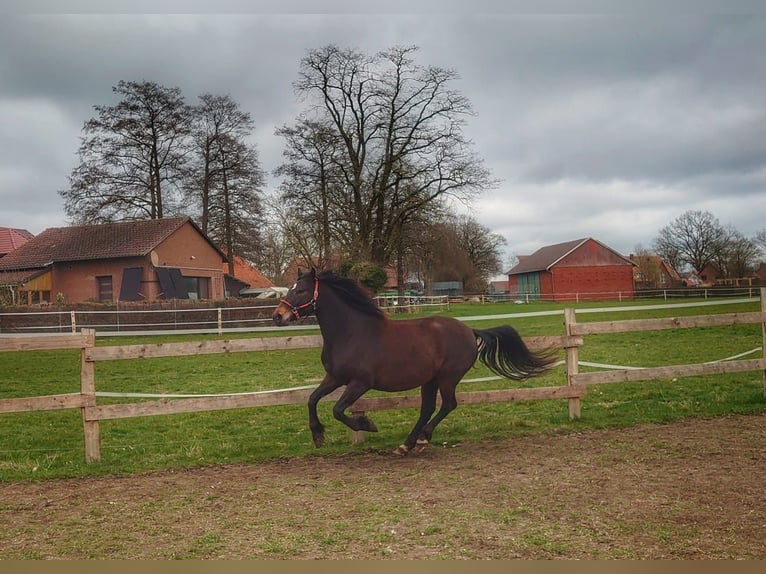 Knabstrup Mare 7 years 15 hh Bay-Dark in Neustadt