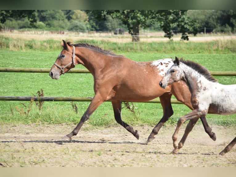 Knabstrup Mare 7 years 16 hh Leopard-Piebald in Rødkærsbro