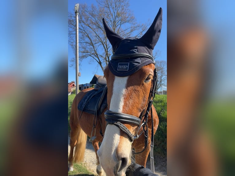 Knabstrup Mare 8 years 14,3 hh Chestnut-Red in Butzbach