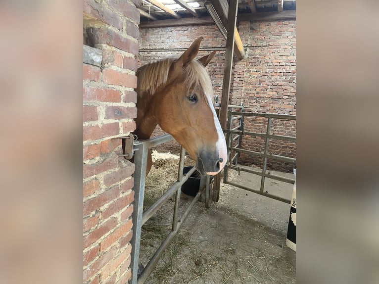 Knabstrup Mare 8 years 14,3 hh Chestnut-Red in Butzbach