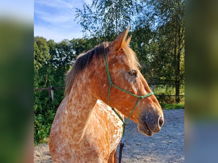 Knabstrup Mix Mare 8 years 15,1 hh Leopard-Piebald in Amersfoort