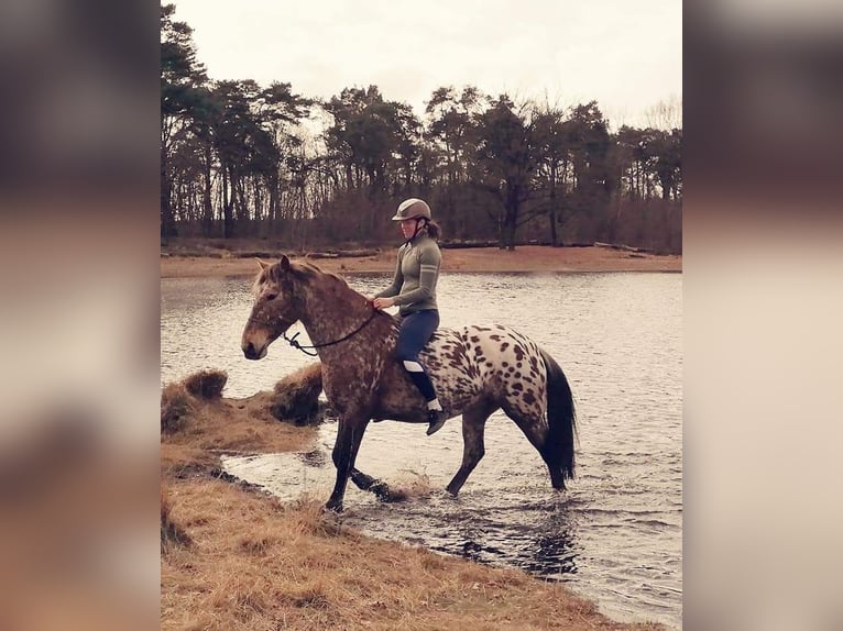 Knabstrup Mix Mare 8 years 15,1 hh Leopard-Piebald in Amersfoort