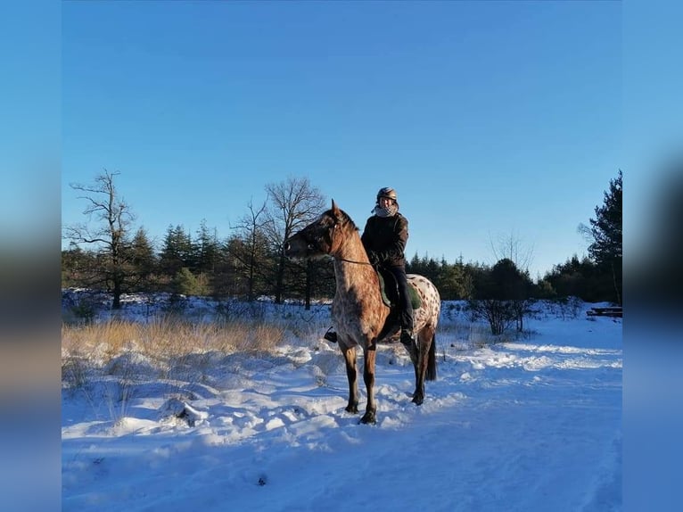 Knabstrup Mix Mare 8 years 15,1 hh Leopard-Piebald in Amersfoort