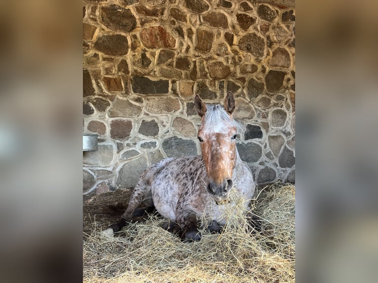 Knabstrup Mix Mare 8 years 16 hh Leopard-Piebald in Buschvitz