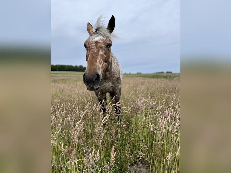 Knabstrup Mix Mare 8 years 16 hh Leopard-Piebald in Buschvitz