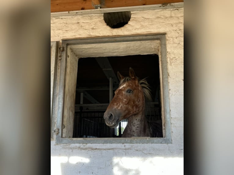 Knabstrup Mix Mare 8 years 16 hh Leopard-Piebald in Buschvitz