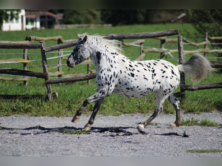 Knabstrup Mare 9 years 12.1 hh Leopard-Piebald in Roßhaupten