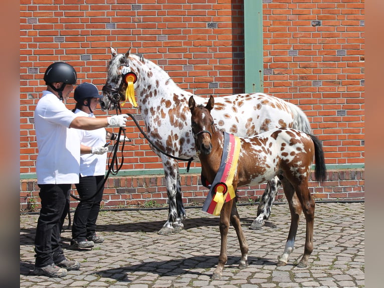 Knabstrup Mare 9 years 14.1 hh Leopard-Piebald in Naila