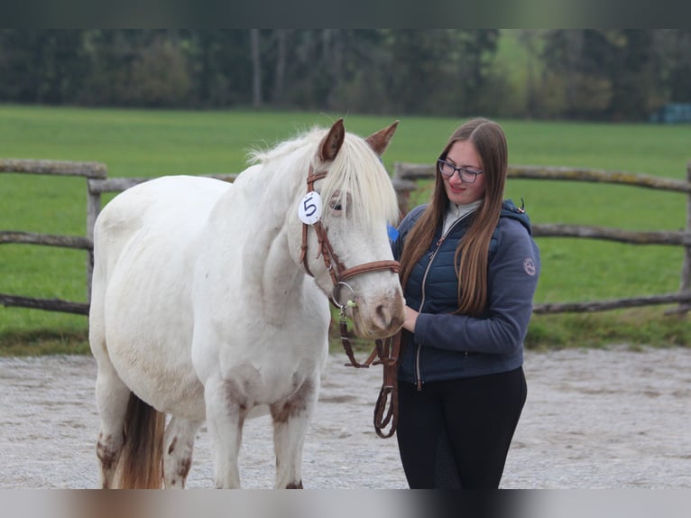Knabstrup Mare 9 years 14,2 hh White in Roßhaupten