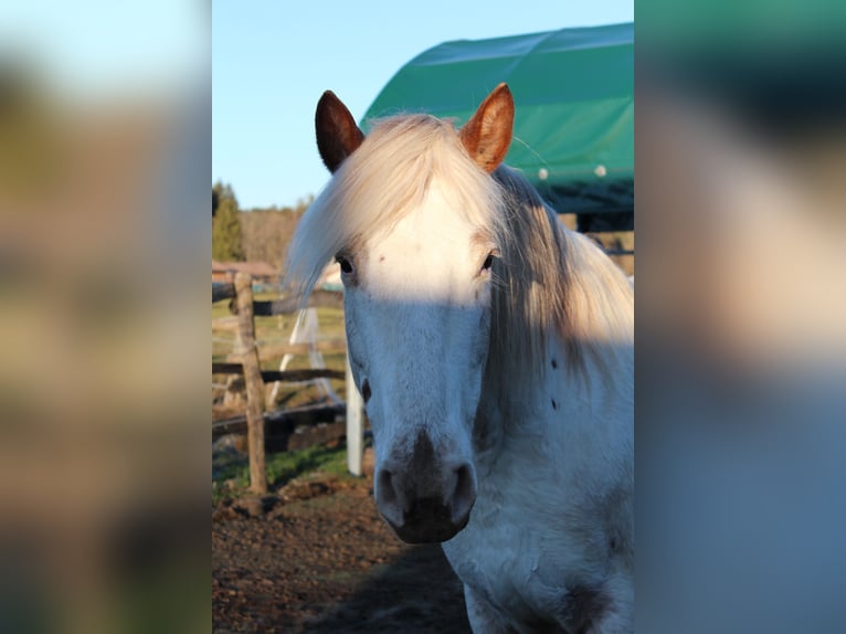 Knabstrup Mare 9 years 14,2 hh White in Roßhaupten