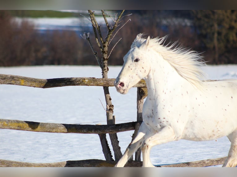 Knabstrup Mare 9 years 15,1 hh Leopard-Piebald in Roßhaupten