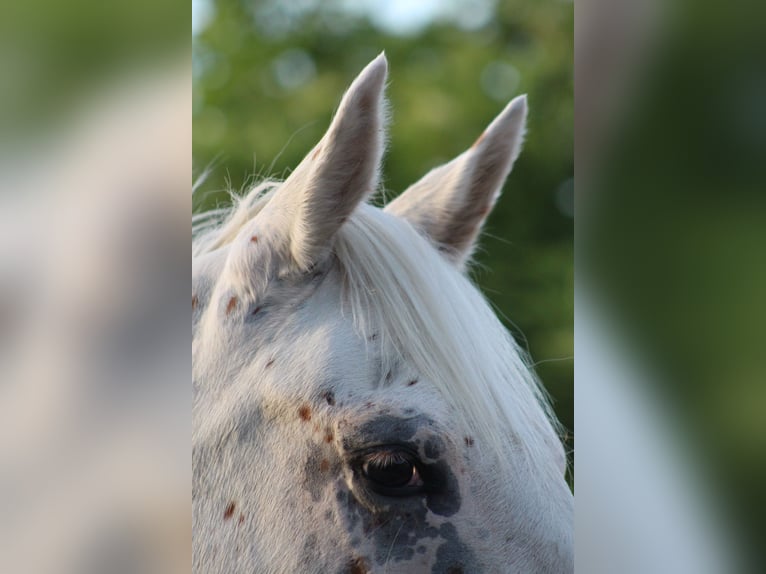 Knabstrup Mare 9 years 15,1 hh Leopard-Piebald in Roßhaupten