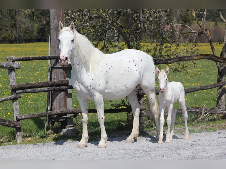 Knabstrup Mare 9 years 15,1 hh Leopard-Piebald in Roßhaupten