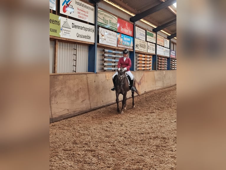 Knabstrup Mare 9 years 15 hh Pinto in Dörpen