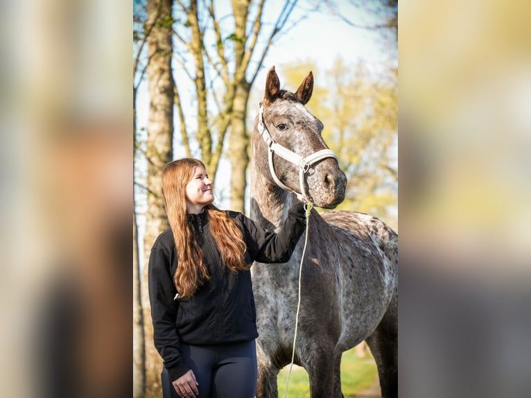 Knabstrup Mare 9 years 15 hh Pinto in Dörpen