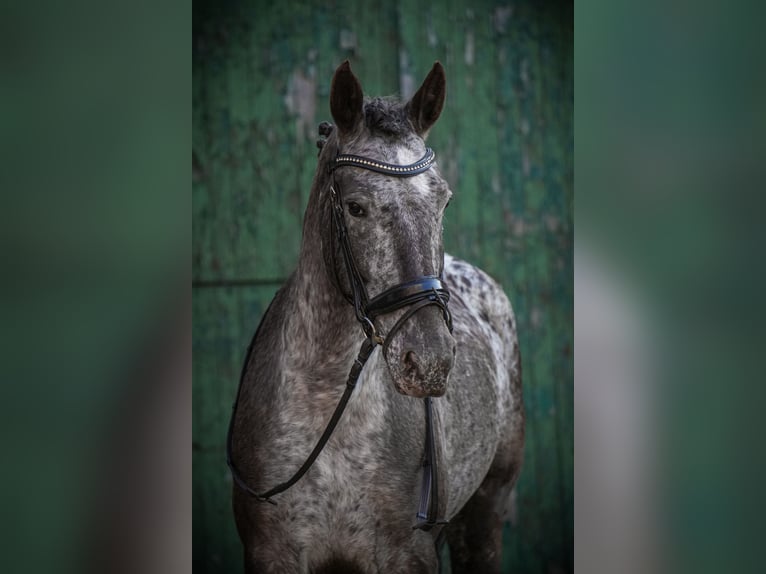 Knabstrup Mare 9 years 15 hh Pinto in Dörpen