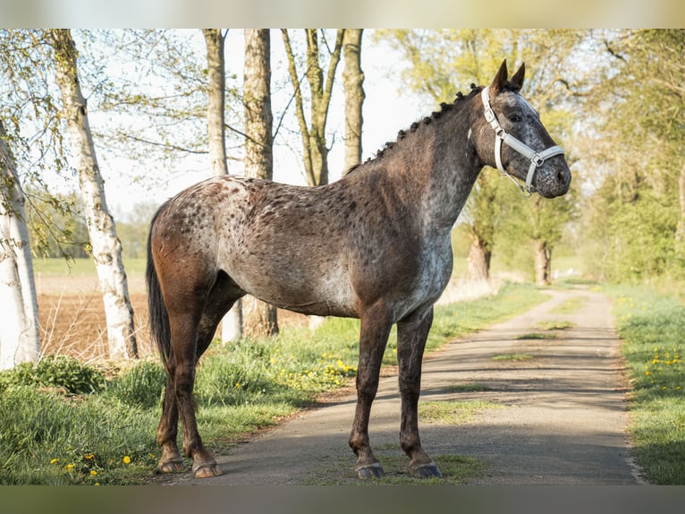 Knabstrup Mare 9 years 15 hh Pinto in Dörpen