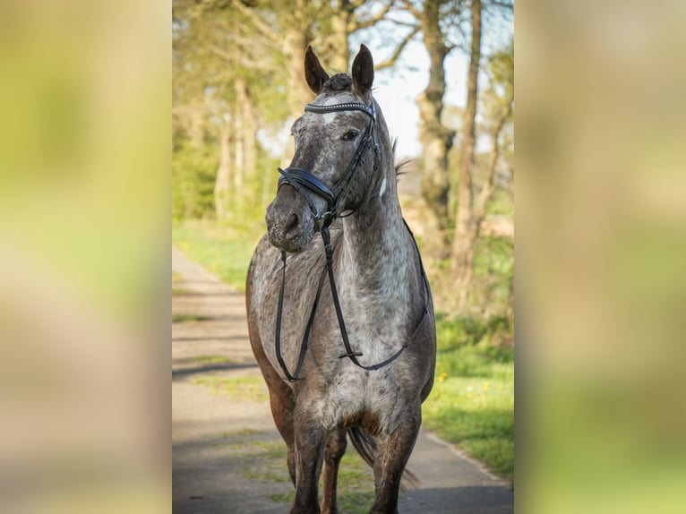 Knabstrup Mare 9 years 15 hh Pinto in Dörpen