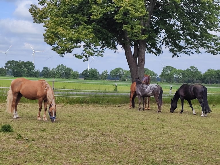 Knabstrup Mare 9 years 15 hh Pinto in Dörpen