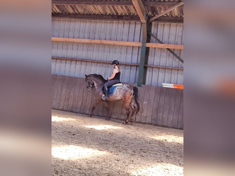 Knabstrup Mare 9 years 15 hh Pinto in Dörpen