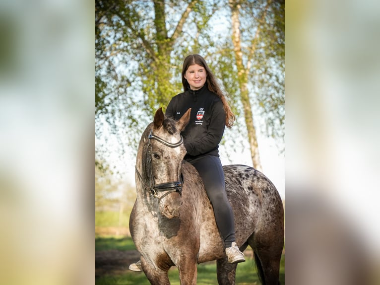Knabstrup Mare 9 years 15 hh Pinto in Dörpen