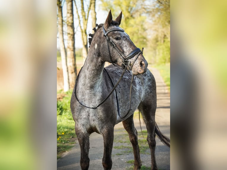Knabstrup Mare 9 years 15 hh Pinto in Dörpen