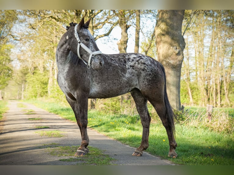 Knabstrup Mare 9 years 15 hh Pinto in Dörpen