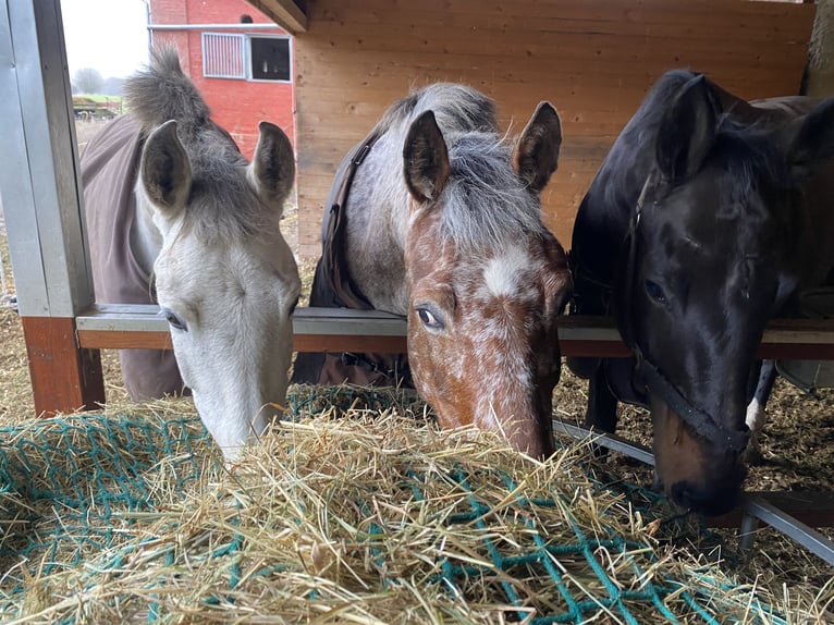 Knabstrup Mix Mare 9 years 16 hh Leopard-Piebald in Zirkow