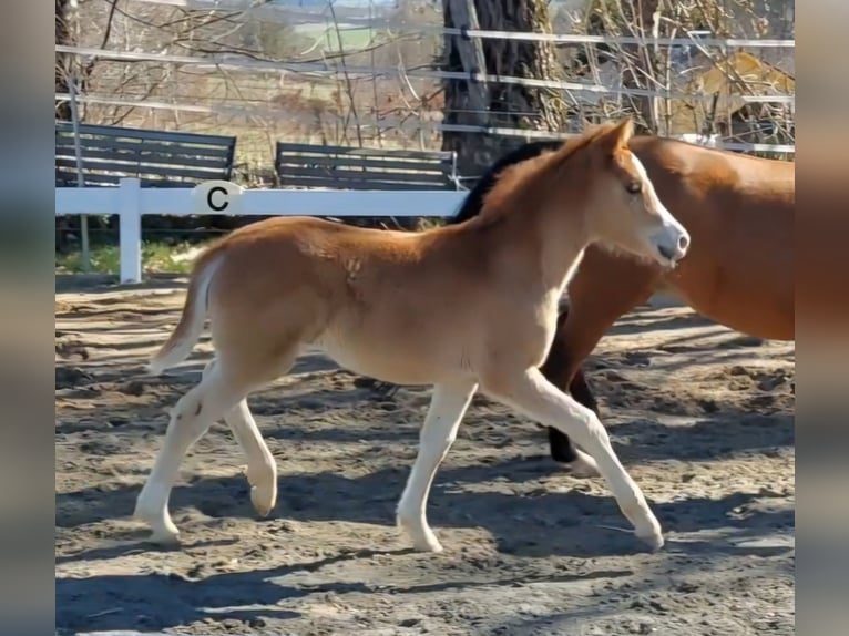 Knabstrup Mare Foal (02/2026) 13.2 hh Chestnut-Red in Naila