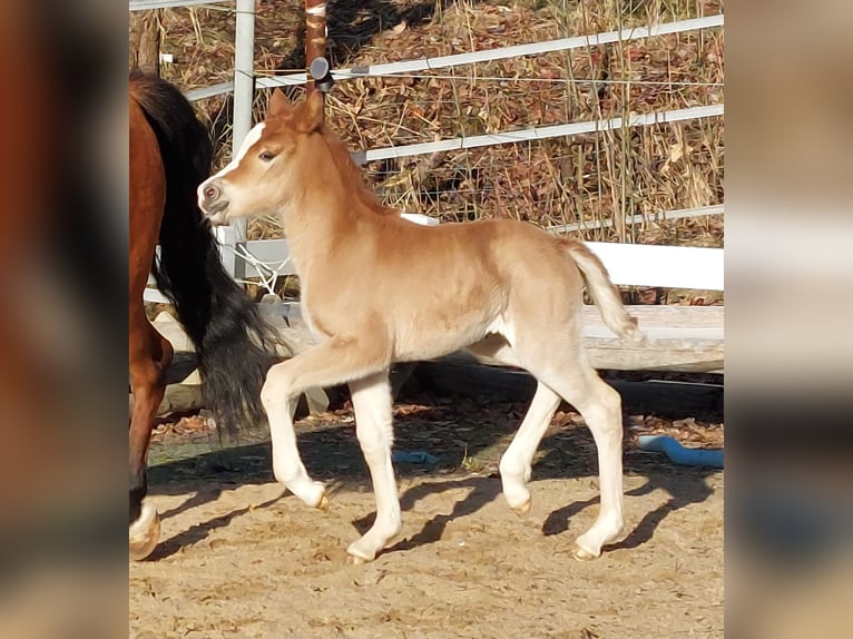 Knabstrup Mare Foal (02/2026) 13,2 hh Chestnut-Red in Naila