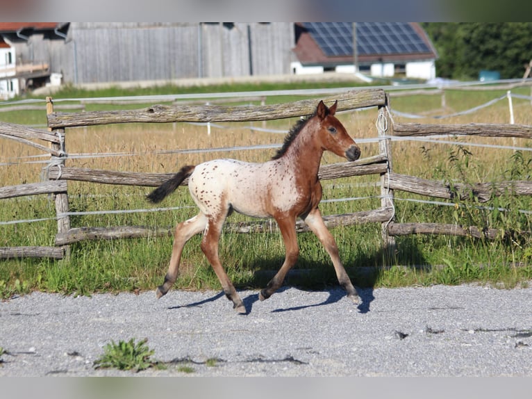 Knabstrup Mare  15,1 hh Leopard-Piebald in Ro&#xDF;haupten