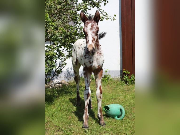 Knabstrup Mare Foal (06/2024) 15,1 hh Leopard-Piebald in Roßhaupten