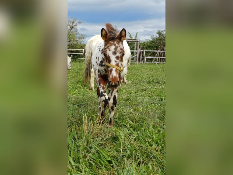 Knabstrup Mare Foal (06/2024) 15,1 hh Leopard-Piebald in Roßhaupten