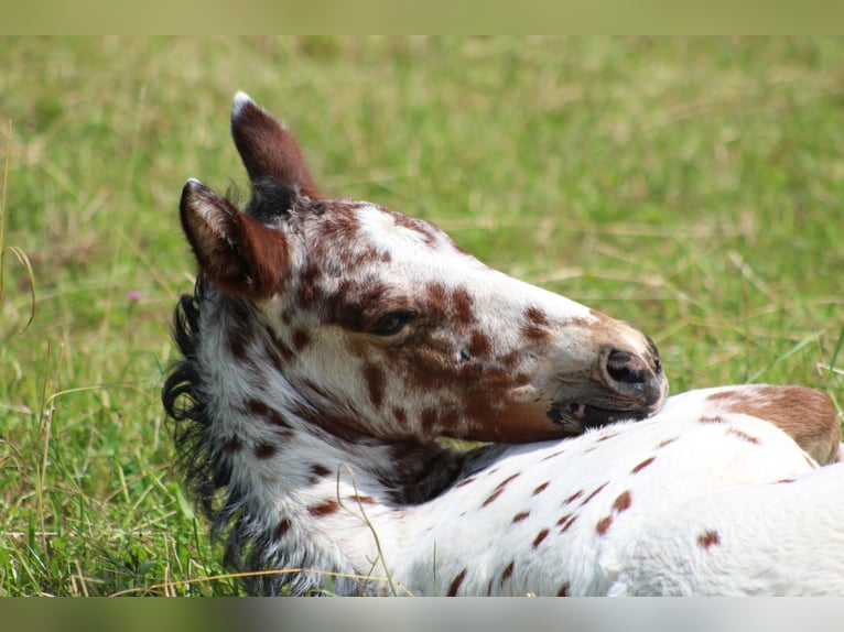 Knabstrup Mare Foal (06/2024) 15,1 hh Leopard-Piebald in Roßhaupten