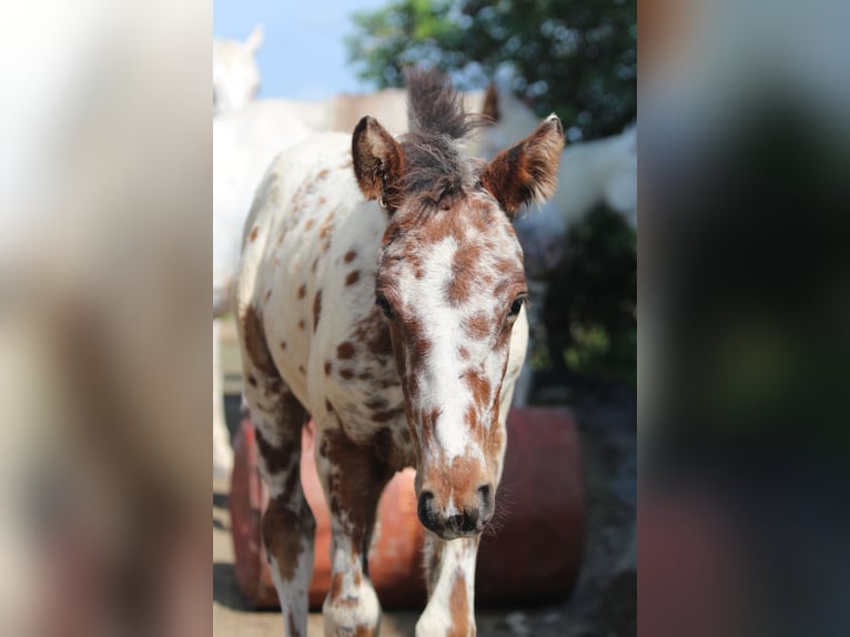 Knabstrup Mare Foal (06/2024) 15,1 hh Leopard-Piebald in Roßhaupten