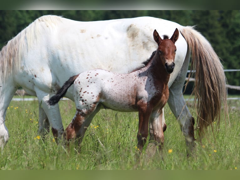 Knabstrup Mare  15,1 hh Leopard-Piebald in Ro&#xDF;haupten